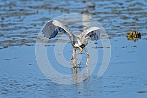 Grey heron feeding on mudflat