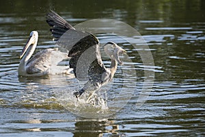 Grey heron with fish