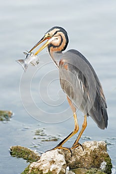 Grey Heron fishing