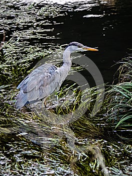 Grey Heron fishing in a Japanese river 1