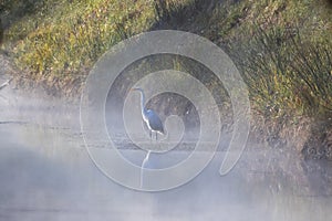 A grey heron fishing in a small, misty river