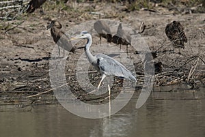 Grey Heron. fishing, South Africa