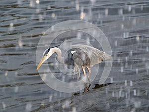 Grey heron fishing under waterfall