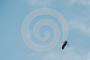 Grey heron flies south against blue sky