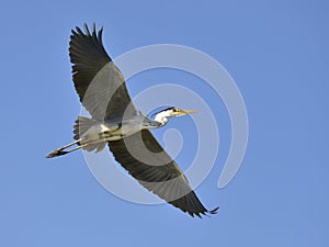 Grey heron in flight