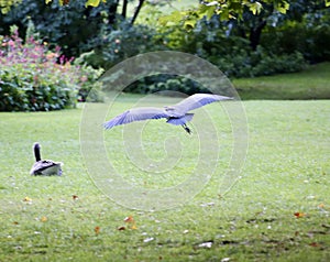 Grey heron in flight