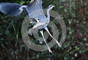 Grey heron in flight