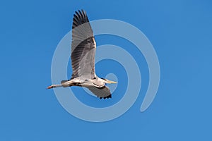 Grey heron in flight