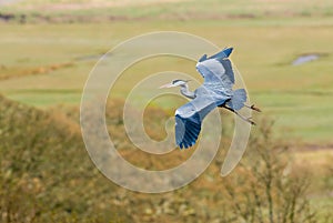 Grey Heron in flight