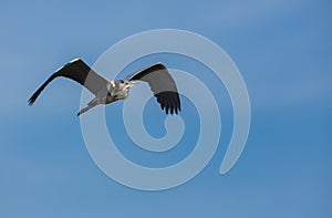 Grey Heron in flight