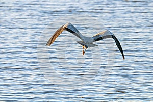 Grey Heron Flight ardea herodias Grey Headed Heron Flying