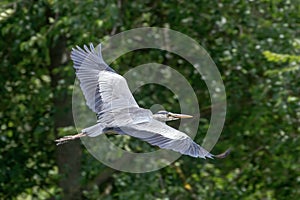 Grey Heron Flight ardea herodias Grey Headed Heron Flying