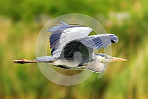 Grey Heron Flight ardea herodias Grey Headed Heron Flying