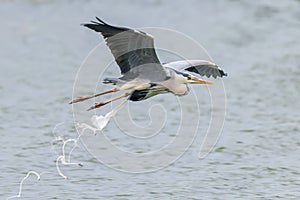 Grey Heron Flight ardea herodias Grey Headed Heron Flying