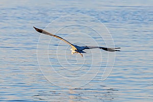 Grey Heron Flight ardea herodias Grey Headed Heron Flying