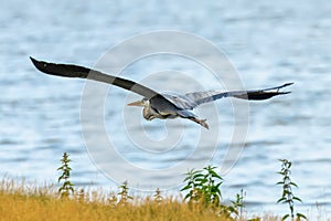 Grey Heron Flight ardea herodias Grey Headed Heron Flying