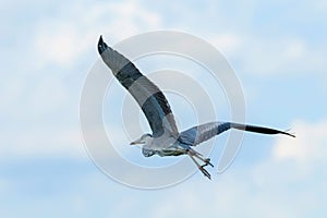 Grey Heron Flight ardea herodias Grey Headed Heron Flying