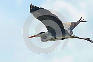 Grey Heron Flight ardea herodias Grey Headed Heron Flying