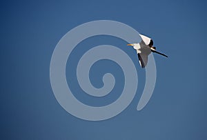 Grey heron in flight on bright blue sky