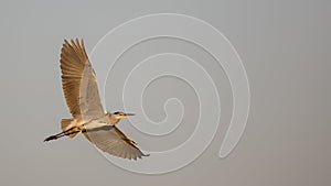Grey Heron in Flight in Dull Weather