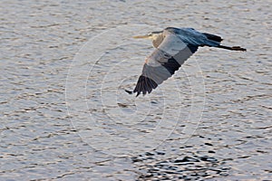 Grey Heron
