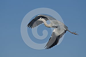 Grey Heron in flight