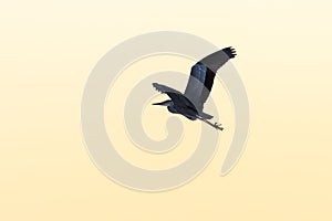 Grey Heron in flight