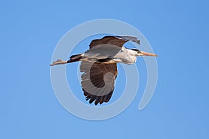 Grey heron in flight. Nature image with blue sky background and