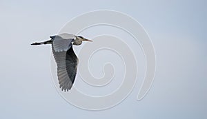 Grey Heron in flight over a cloudy sky