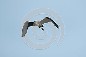 Grey Heron Ardea cinerea - in flight