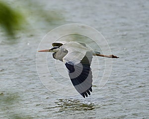 Grey heron in flight over a lake