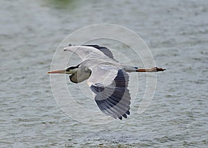 Grey heron in flight over a lake