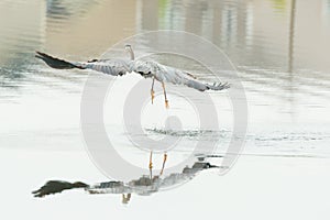 Grey Heron