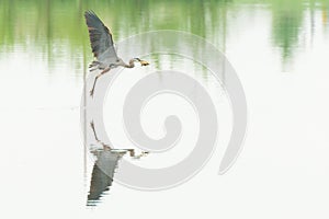 Grey Heron