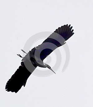 Grey heron in flight showing wingspan