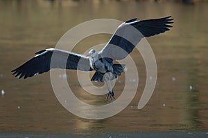 Grey-heron fly