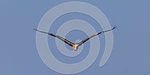 Grey Heron in fly against blue background