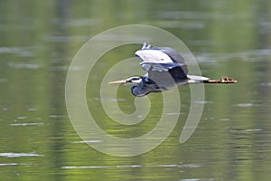 Grey heron