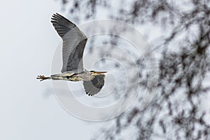 A grey heron flying