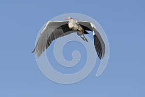 Grey heron flying