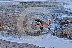 A Grey Heron Flying