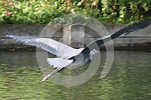 Grey heron flying above a lake