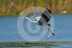 Grey heron flying (ardea cinerea)