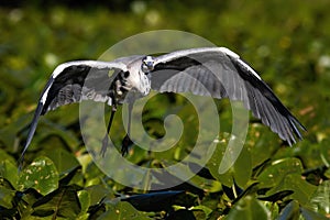 Grey heron flying closer just above waterlilies on water in summer nature.