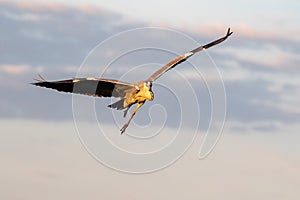Grey heron flying directly towards the camera