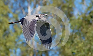 Grey heron in flight in front of leafy background photo