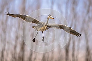 Grey heron flying preparing for landing