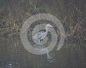 Grey heron in foggy wetlands