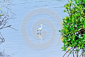 Grey heron foraging on the edge of the bay