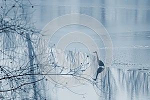 Grey heron frozen lake at winter. Winter lake scene